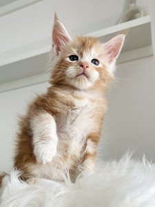 Maine Coon (2 фото из 5)