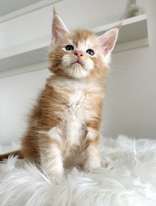 Maine Coon (3 фото из 5)