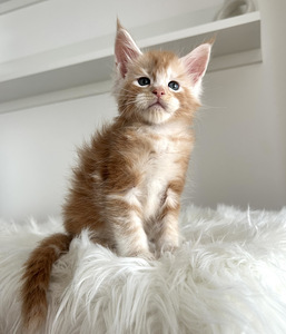 Maine Coon (4 фото из 5)