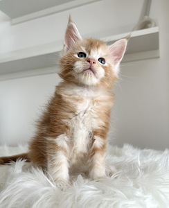 Maine Coon (5 фото из 5)