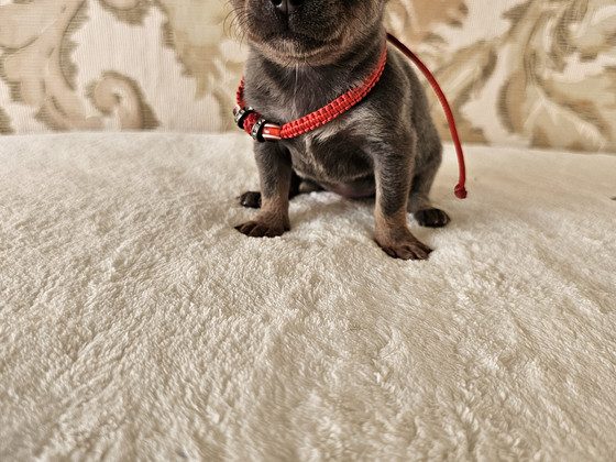 Chihuahua kutsikad