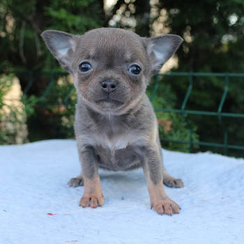 Chihuahua kutsikad