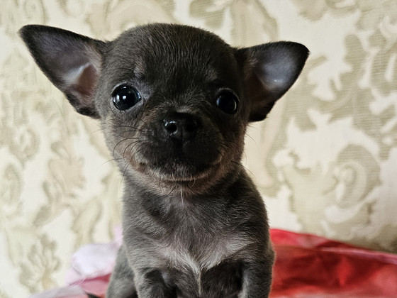 Chihuahua kutsikad