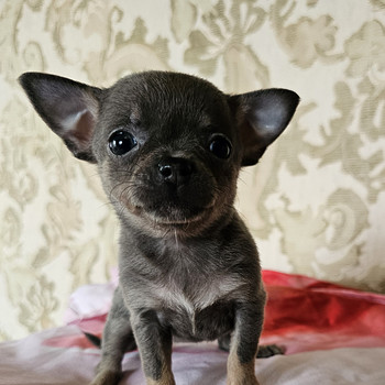 Chihuahua kutsikad