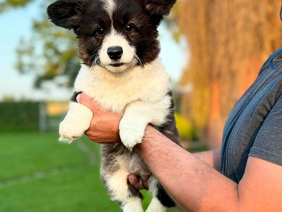 Welsh Corgi Cardigan