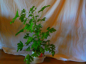 Lõhnav geraanium (1 foto / 2)