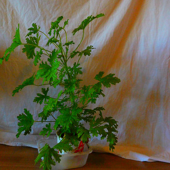 Lõhnav geraanium