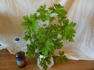 Lõhnav geraanium (2 foto / 2)