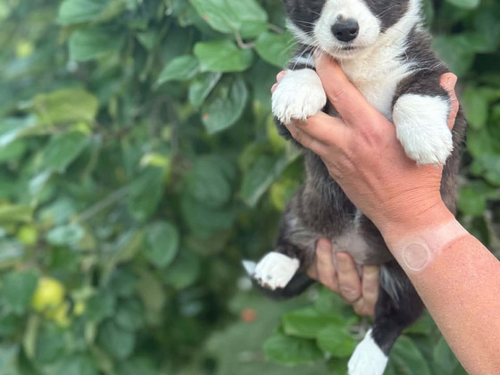 Welsh Corgi Cardigan