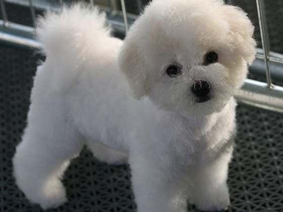 Bichon Frisé