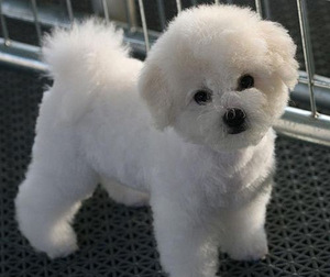 Bichon Frisé (1 foto / 1)