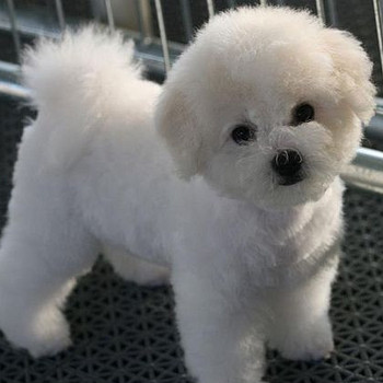 Bichon Frisé