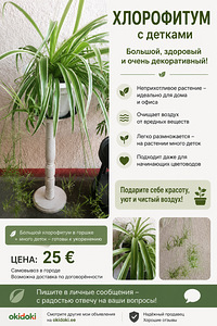 Хлорофитум с детками в кашпо (2 фото из 2)