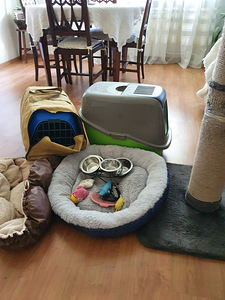 Kassikese tualett, transpordipuur jm (1 foto / 7)