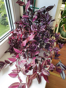 Комнатный цветок (2 фото из 2)