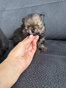 Померанский шпиц (1 фото из 4)