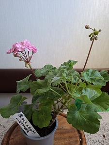 Pelargoon Black Knight Lavender (1 foto / 2)