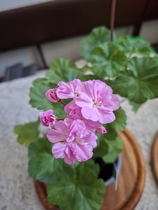 Pelargoon Black Knight Lavender (2 foto / 2)
