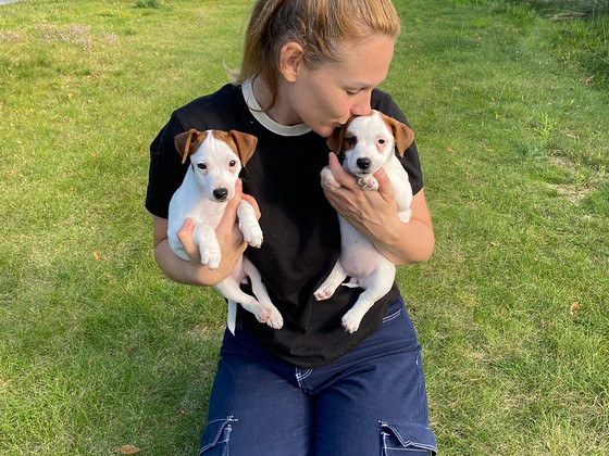 Jack Russelli terjer