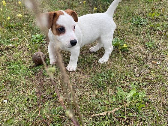 Jack Russelli terjer