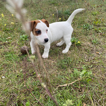 Jack Russelli terjer