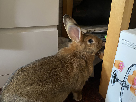 Küülik