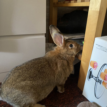 Küülik