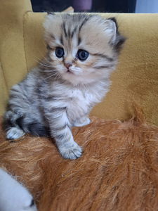 Шотландский котенок (2 фото из 10)