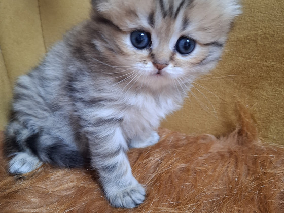 Шотландский котенок