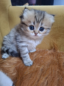 Шотландский котенок (1 фото из 10)