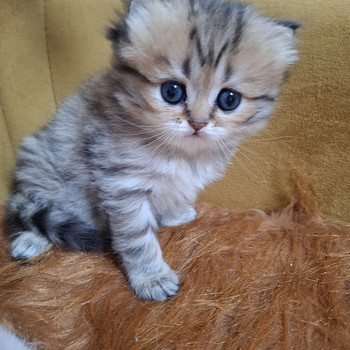 Шотландский котенок