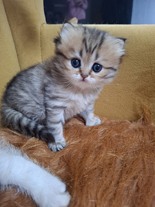 Шотландский котенок (3 фото из 10)