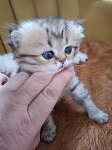 Шотландский котенок (5 фото из 10)