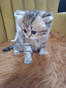 Шотландский котенок (6 фото из 10)