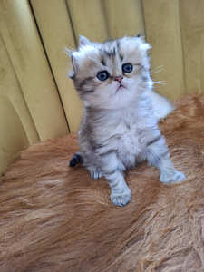 Шотландский котенок (4 фото из 10)