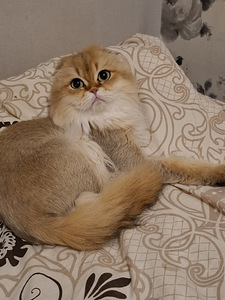 Шотландский котенок (10 фото из 10)