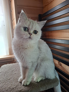 Шотландский котенок (9 фото из 10)