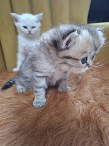 Шотландский котенок (7 фото из 10)