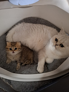 Шотландский котенок (8 фото из 10)