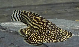 Gastromizon (Gastromyzon ocellatus) (1 foto / 1)