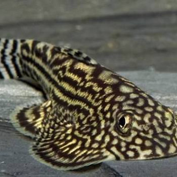 Gastromizon (Gastromyzon ocellatus)