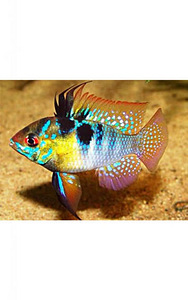 Liblik-tsihliid (Apistogramma ramirezi) (1 foto / 1)