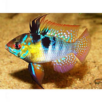 Liblik-tsihliid (Apistogramma ramirezi)