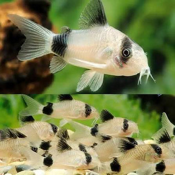 Сомик Панда (Corydoras panda)