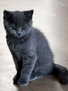 Шотландские котята (1 фото из 3)