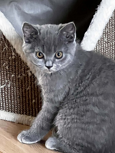 Шотландские котята (3 фото из 3)