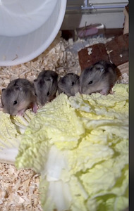 Džungaaria hamster (1 foto / 1)