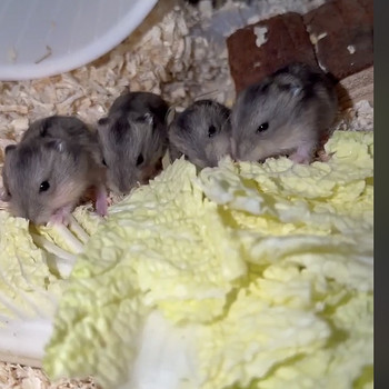 Džungaaria hamster