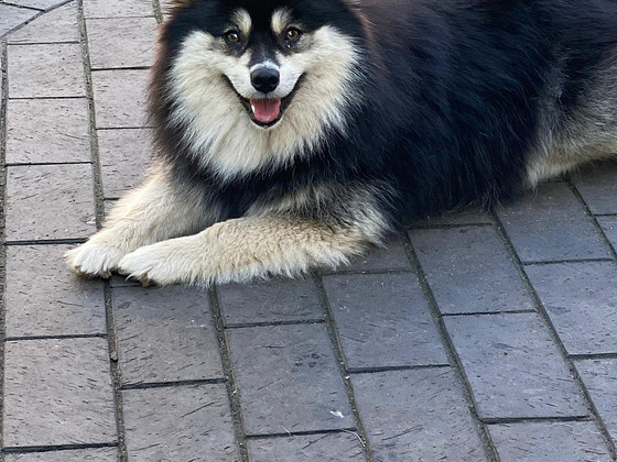 Pomsky