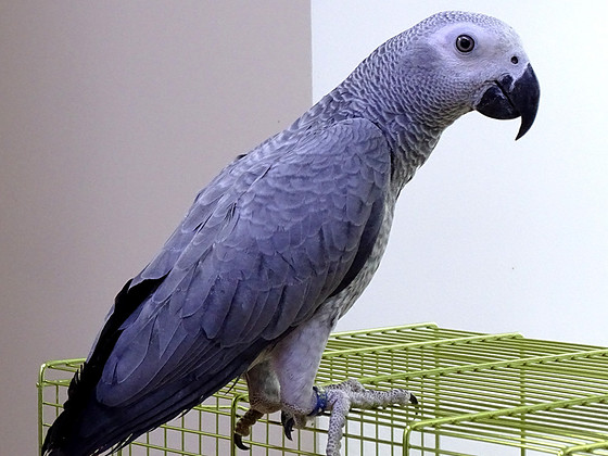 Jakoo papagoi